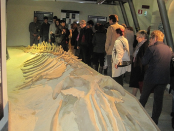 Balena Asti Torino Ritorno Museo